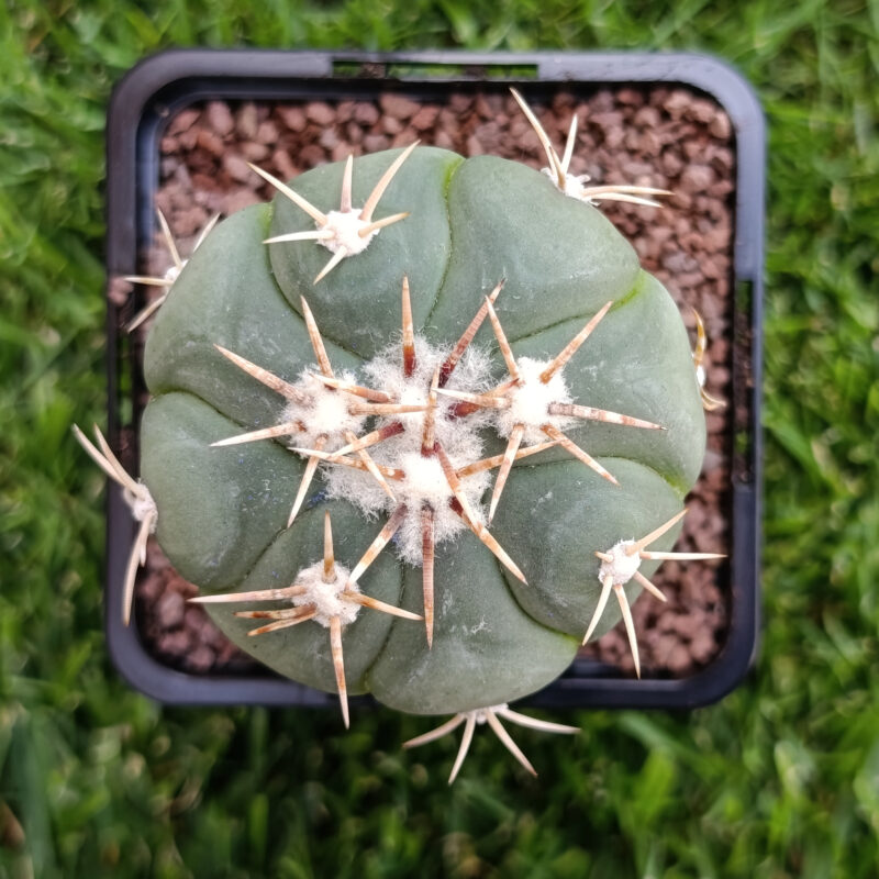 Echinocactus