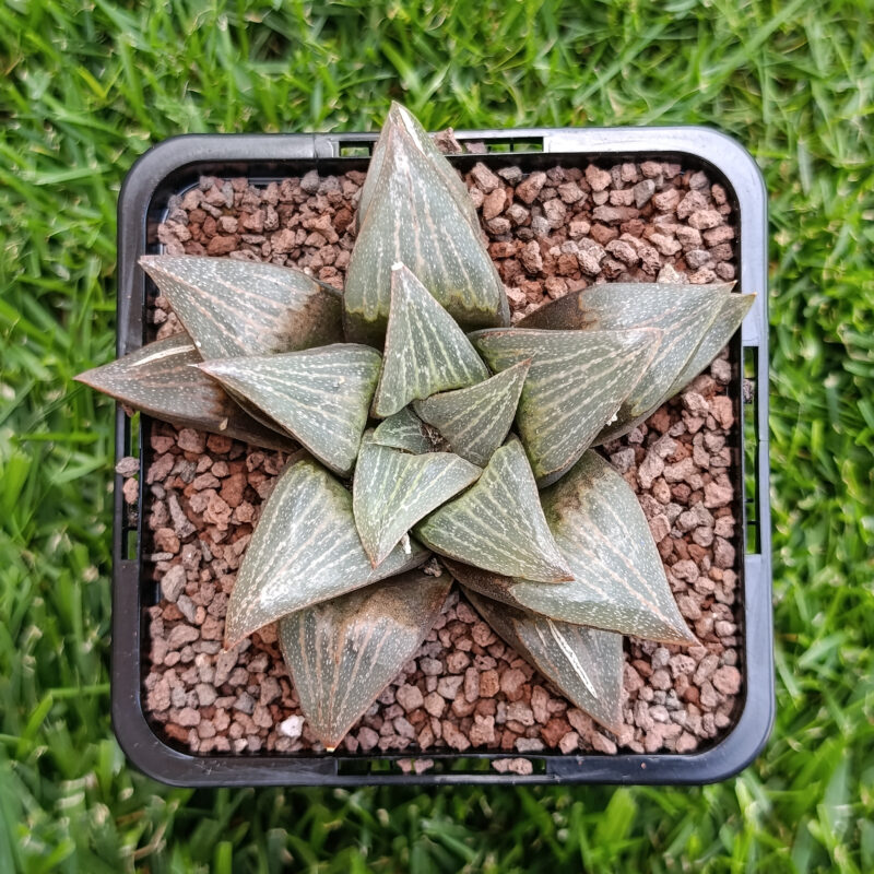 Haworthia hibrida