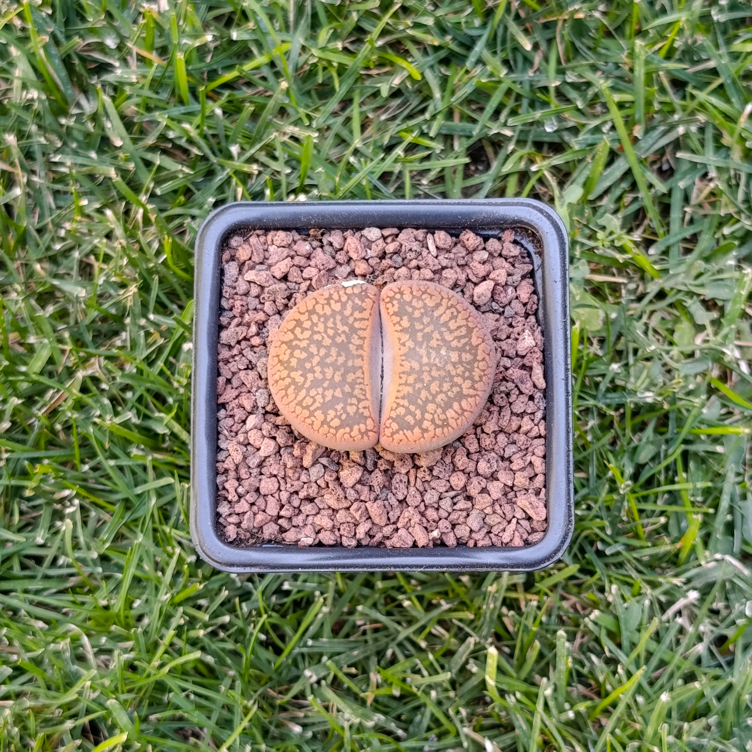 Lithops