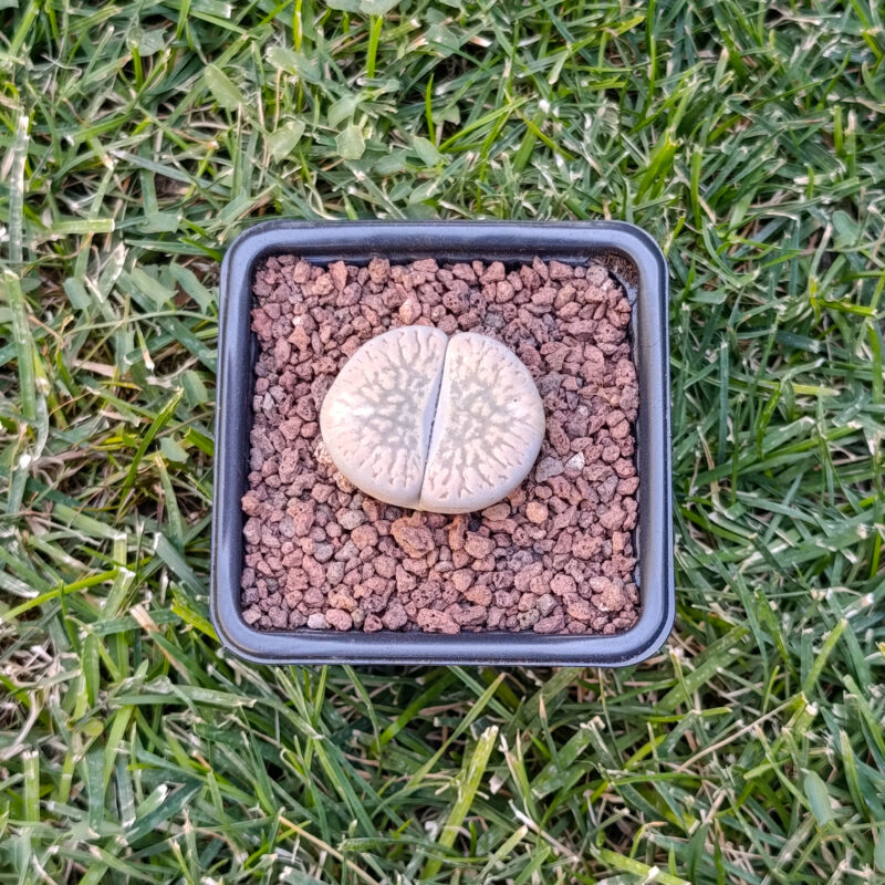 Lithops lesliei