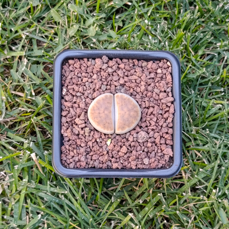 Lithops Karasmontana top red
