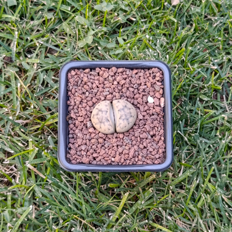 Lithops Karasmontana