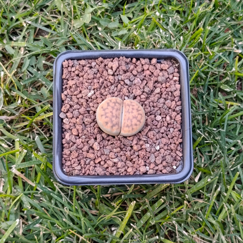 Lithops Karasmontana top red