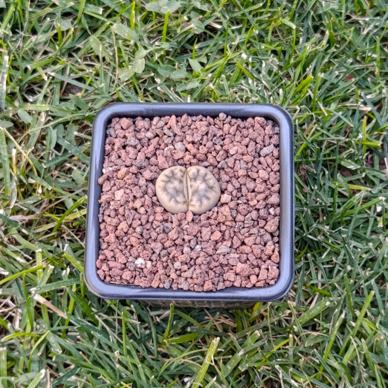 Lithops Karasmontana