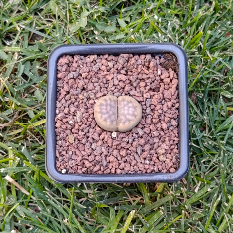Lithops Karasmontana