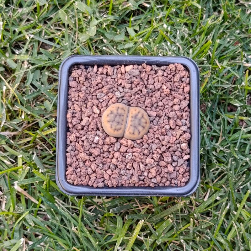 Lithops Karasmontana