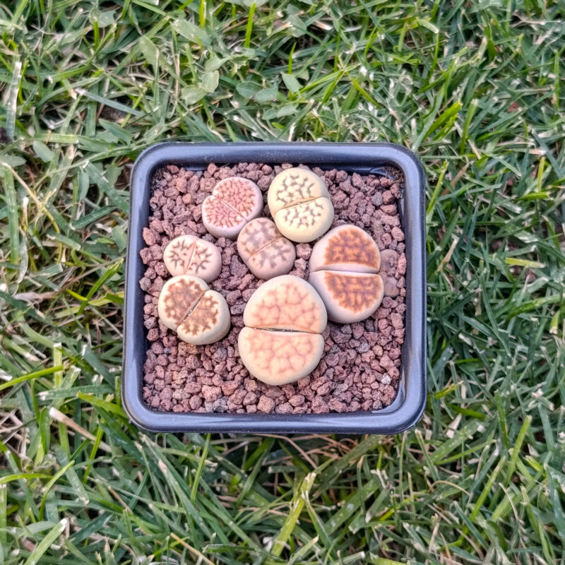Lithops mix
