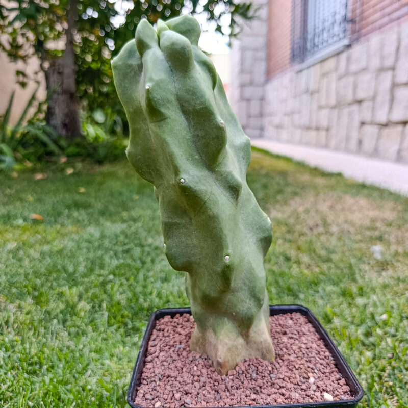 Lophocereus