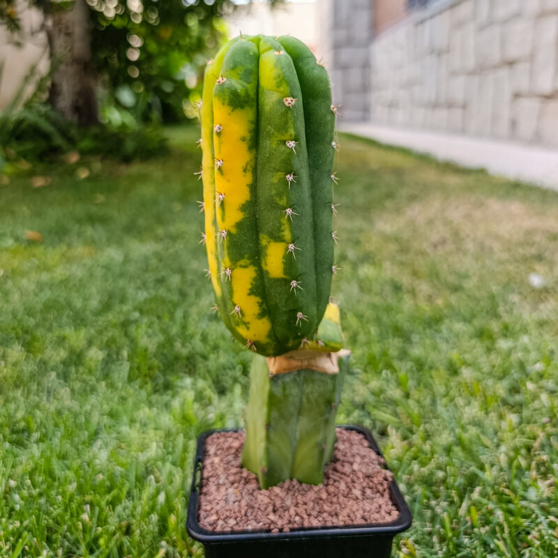 Trichocereus
