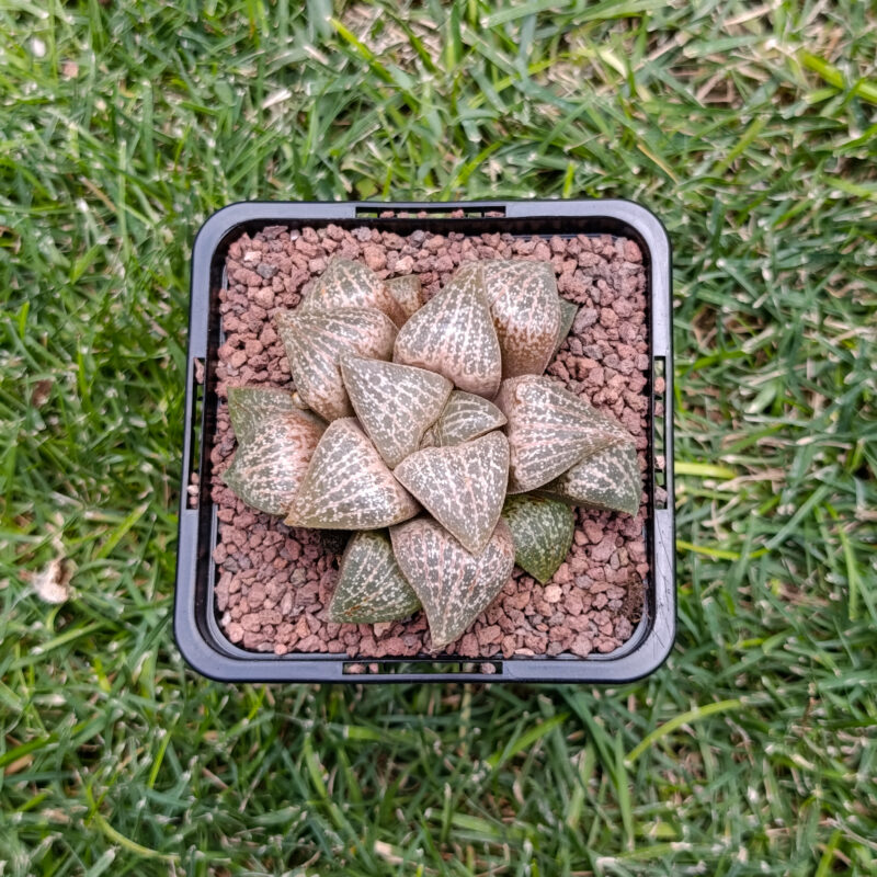 Haworthia hibrida