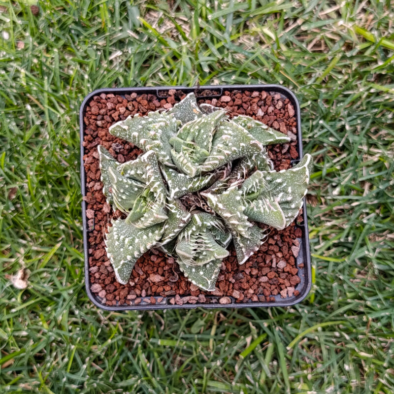 Faucaria super warty