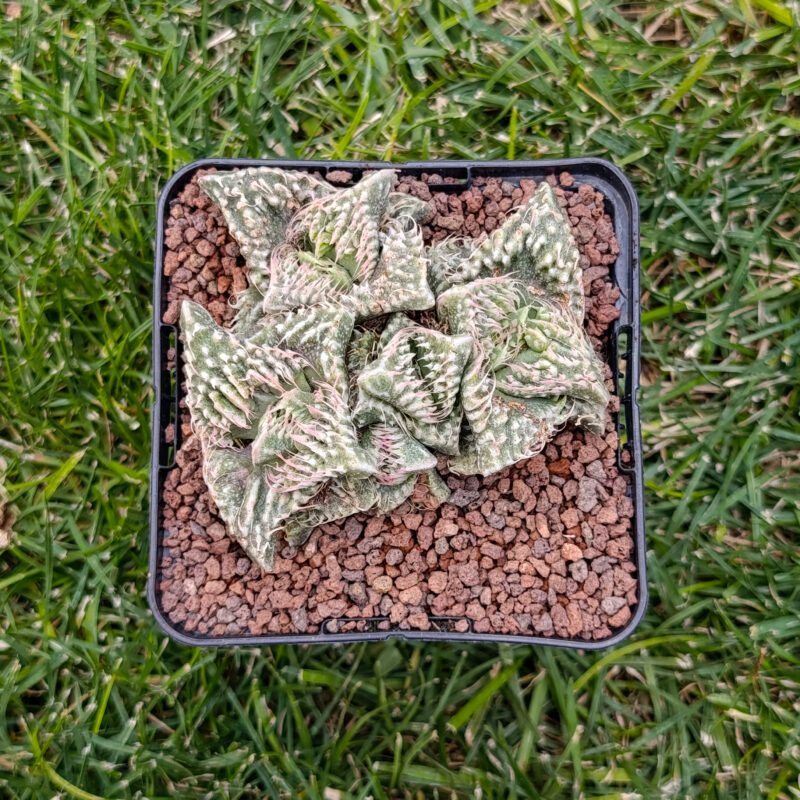 Faucaria super warty