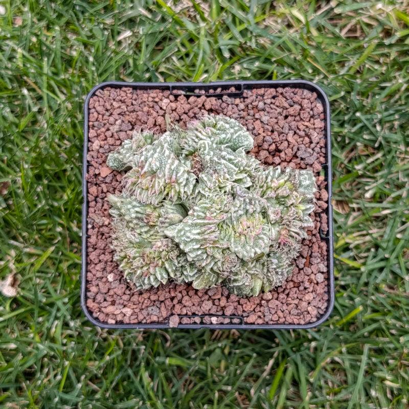 Faucaria