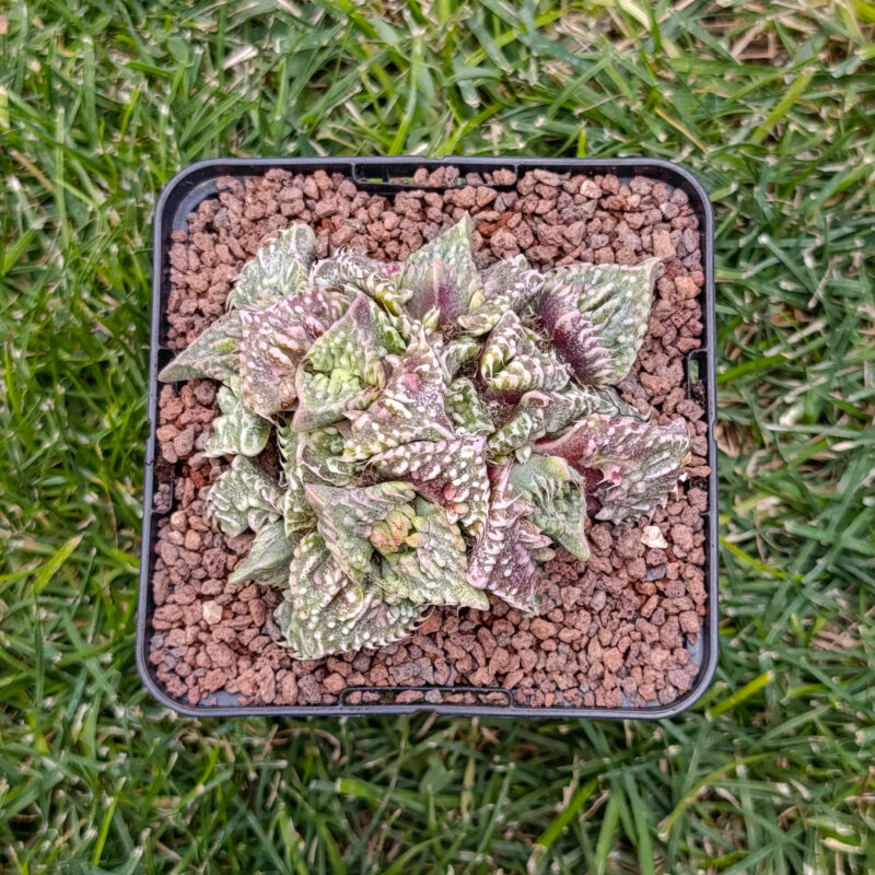 Faucaria super warty