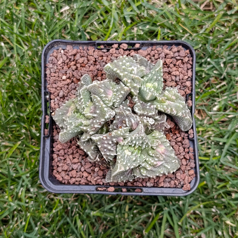 Faucaria super warty