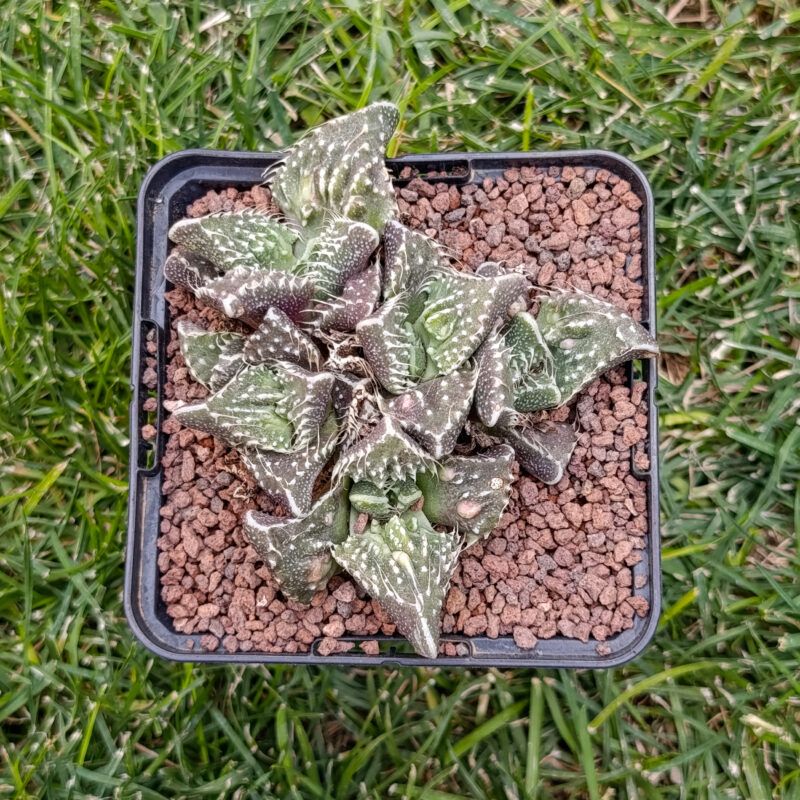 Faucaria super warty