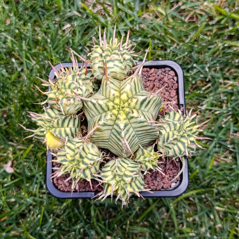 Euphorbia