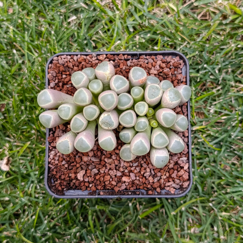 Fenestraria aurantiaca