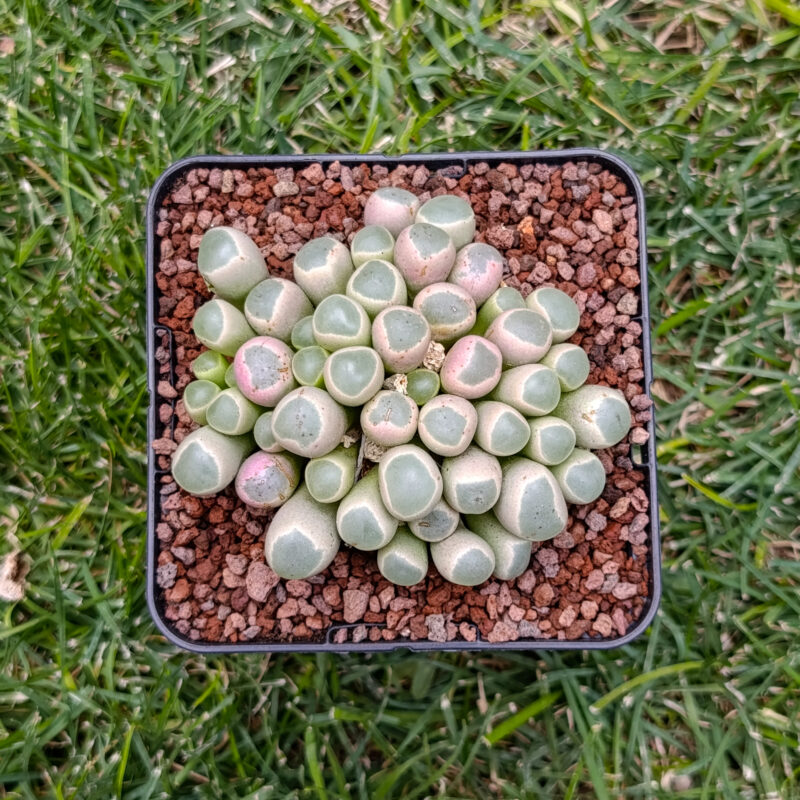Fenestraria aurantiaca