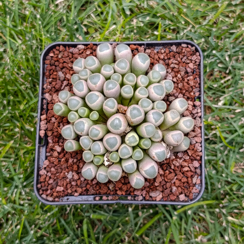 Fenestraria