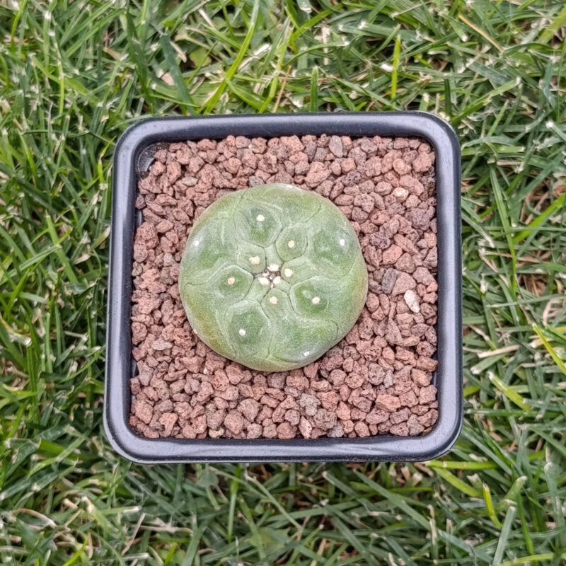 Lophophora