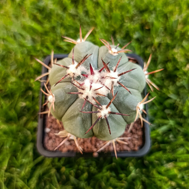 Echinocactus horizonthalonius (injertado)
