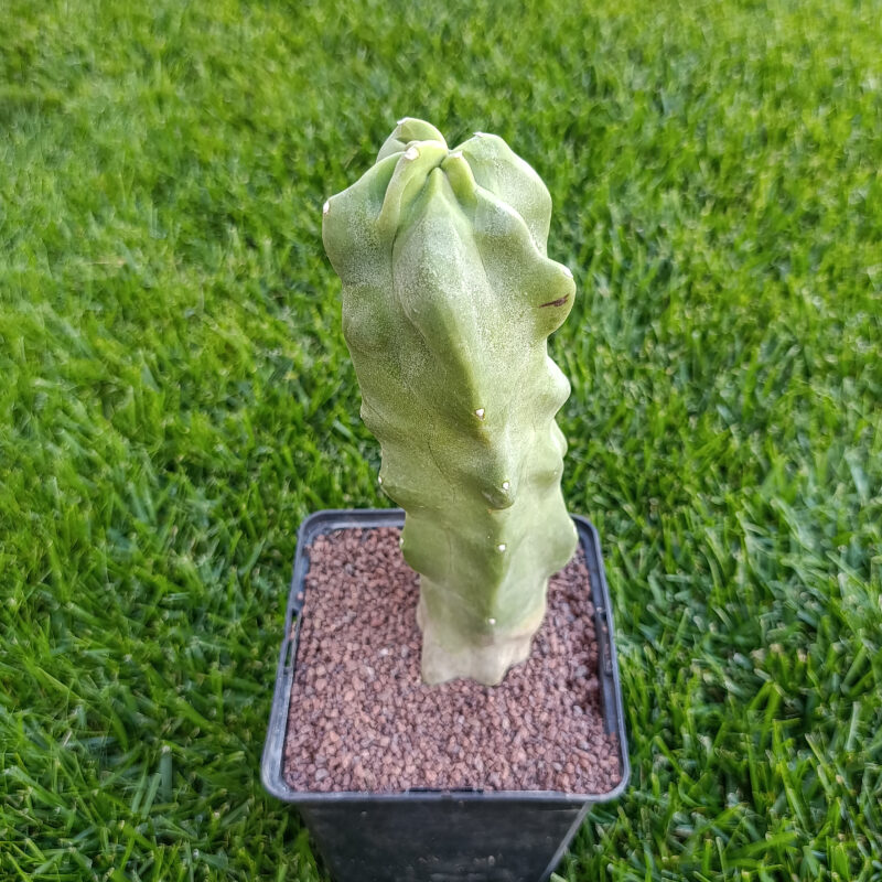 Lophocereus schottii monstruosus