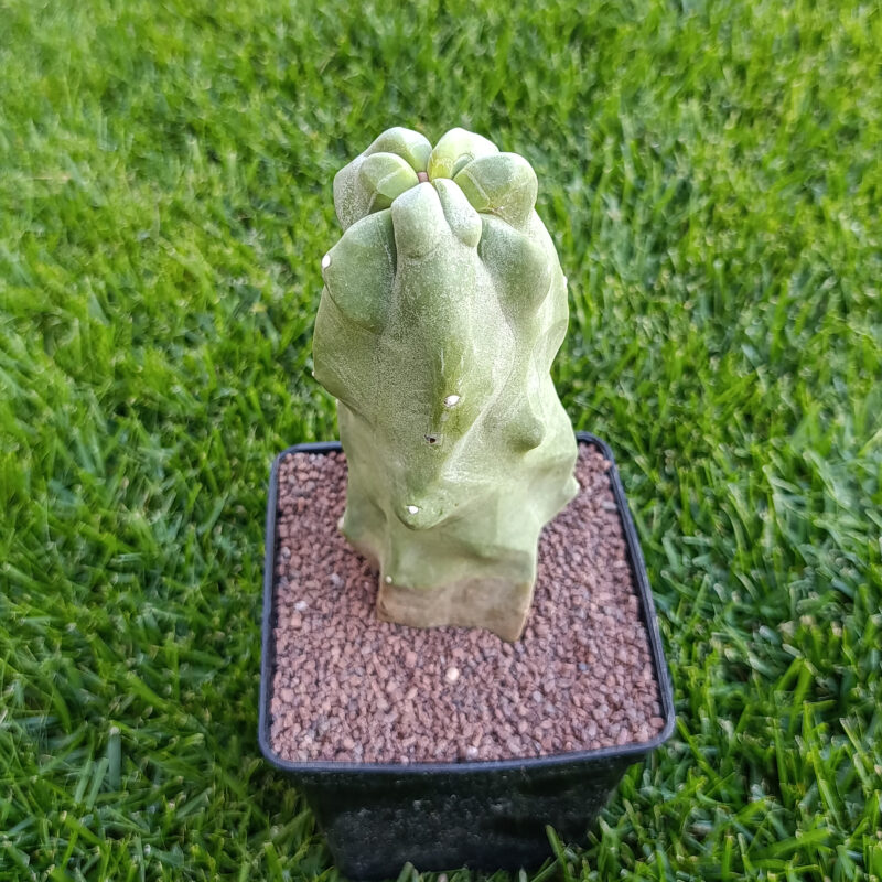 Lophocereus schottii monstruosus
