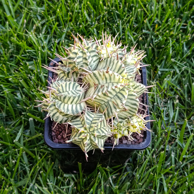 Euphorbia meloformis variegata