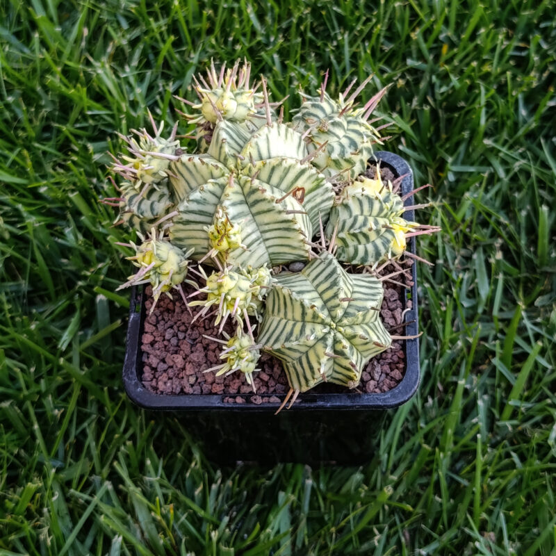 Euphorbia meloformis variegata