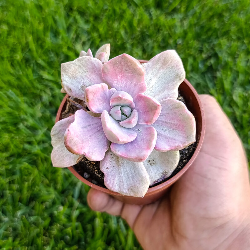 Suculentas (Crasas)