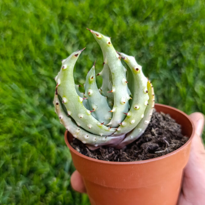 Aloe