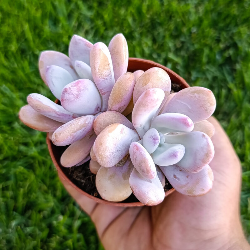 Pachyveria laon