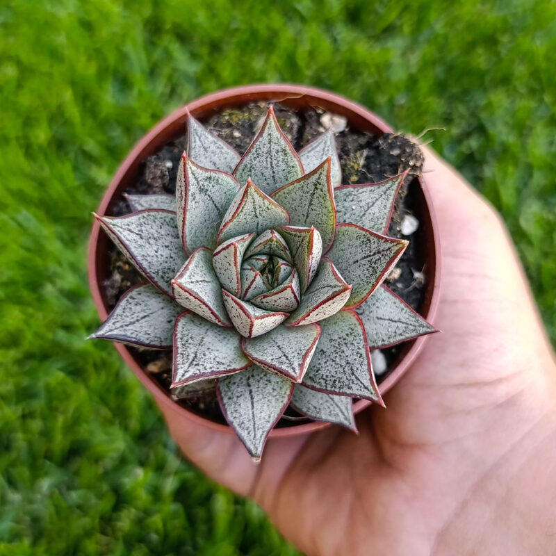 echeveria purpusorum white