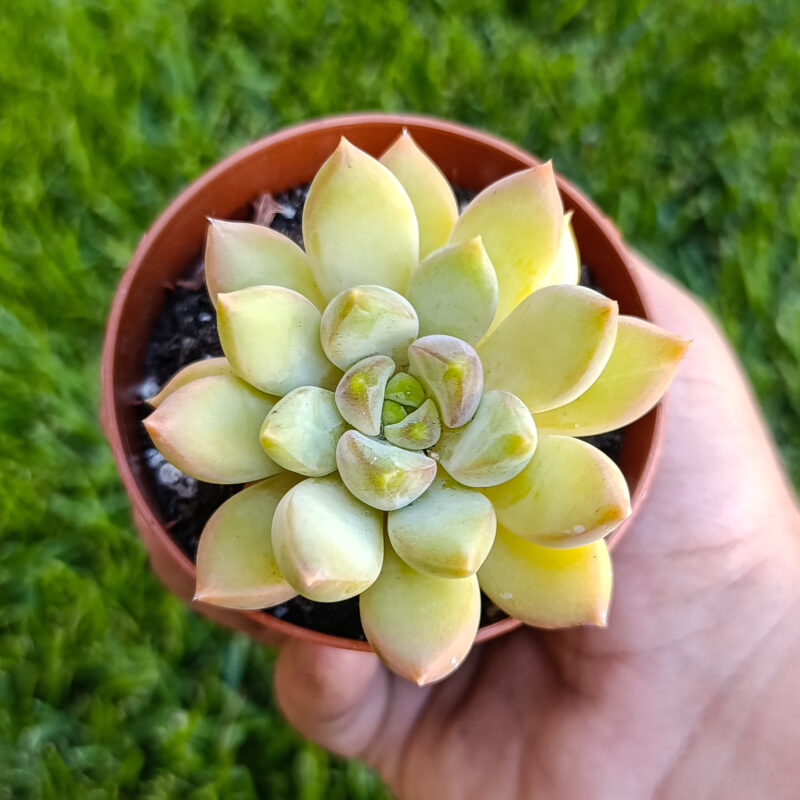 Pachyveria rough