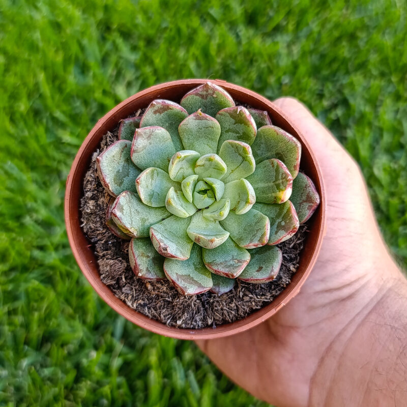 Echeveria echo