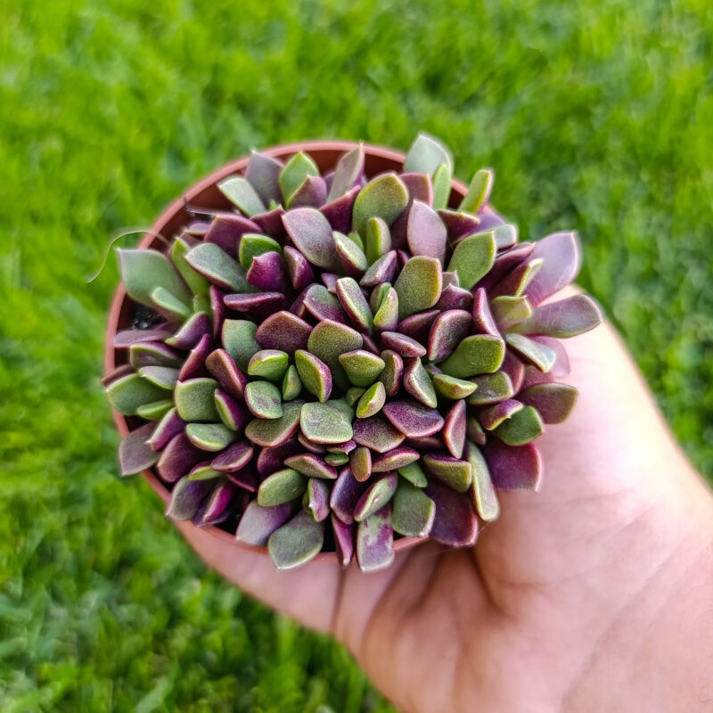 Anacampseros rufescens