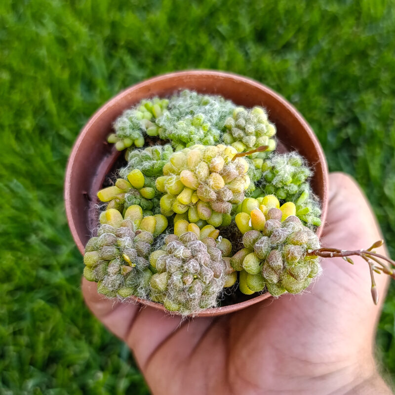 Anacampseros filamentosa tomentosa