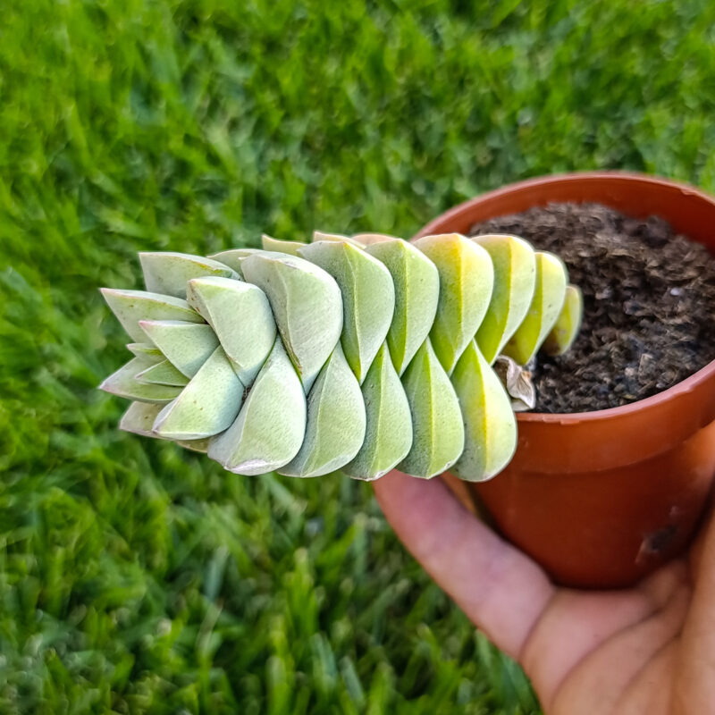 crassula moonglow