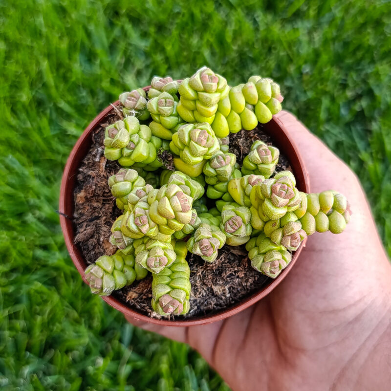 crassula marchandii