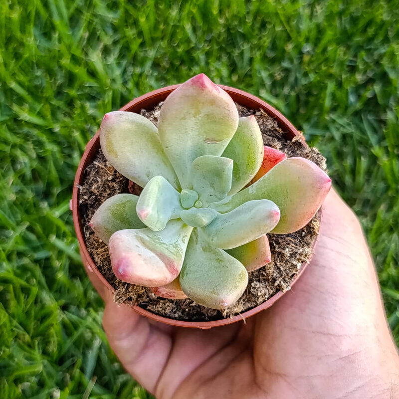 pachyveria dr cornelius