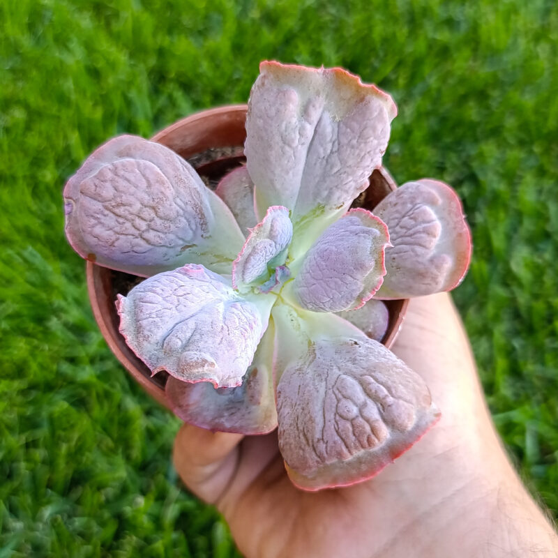 Echeveria linguas