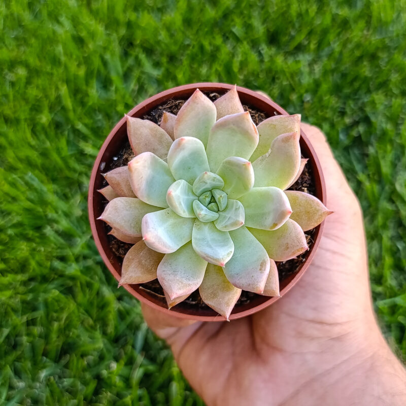 Echeveria nyla blue