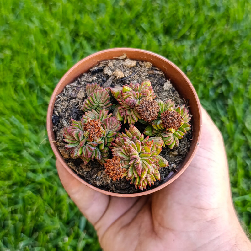Crassula estagnol