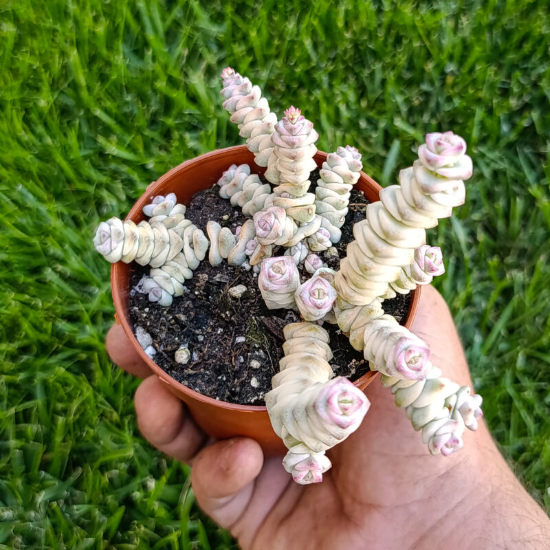Crassula marnieriana variegata