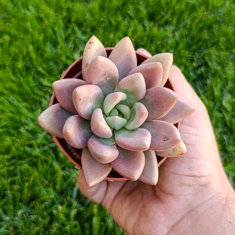 Graptoveria pink donna