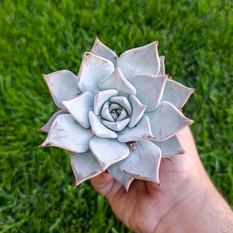 Echeveria menchaca