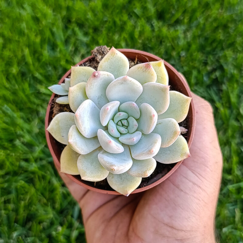 Echeveria sp
