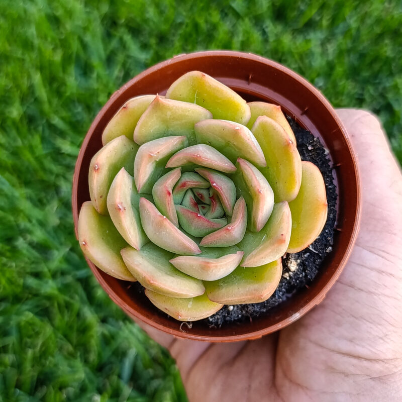 Echeveria ice rose