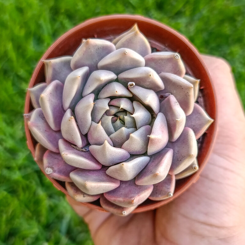 Echeveria tobarensis